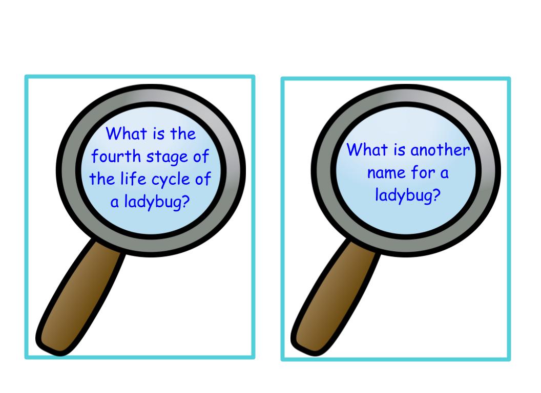 Life Cycle of a Ladybug Bee-Bot Mat